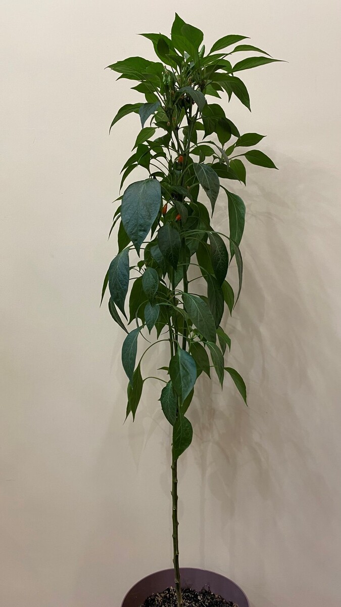 Стройные и изящные