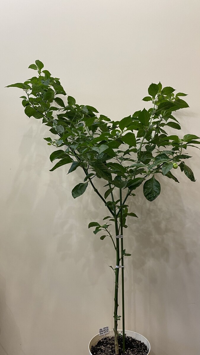 Набирает зеленую массу