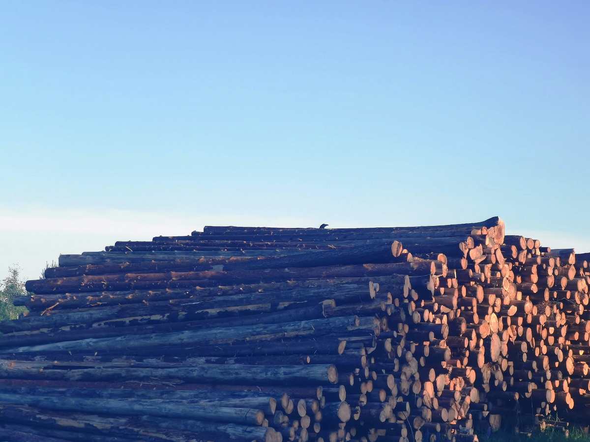 На штабеле бревен сидели два ворона, голова одного видна на фото.