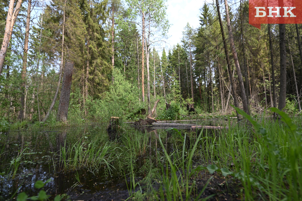 Фото Константина Стратиенко, Сергея Кочанова