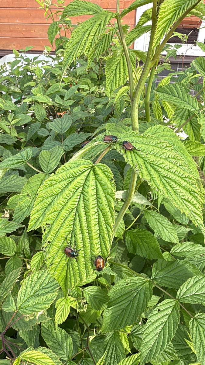 Хрущик, что девочка (крупнее), что мальчик (поменьше) жрут все: молодые листья, почки, цветы. И так с середины мая по август. 