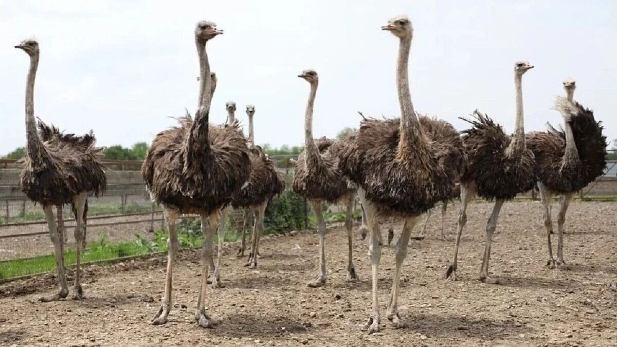     Источник: пресс-служба администрации Краснодарского края