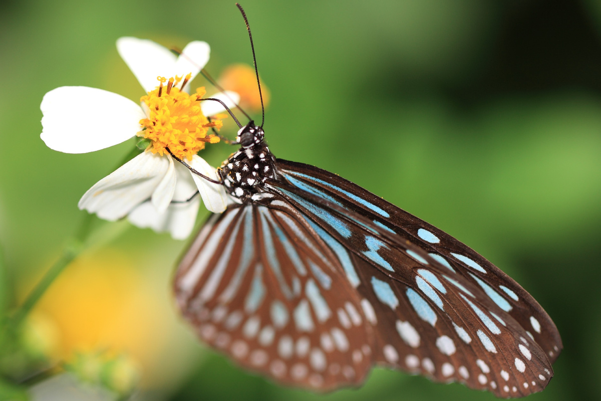 Ideopsis similis на цветке во время питания. Ещё эту бабочку называют Цейлонским голубым стеклянным тигром. Фото TANAKA Juuyoh, 2017 г. 