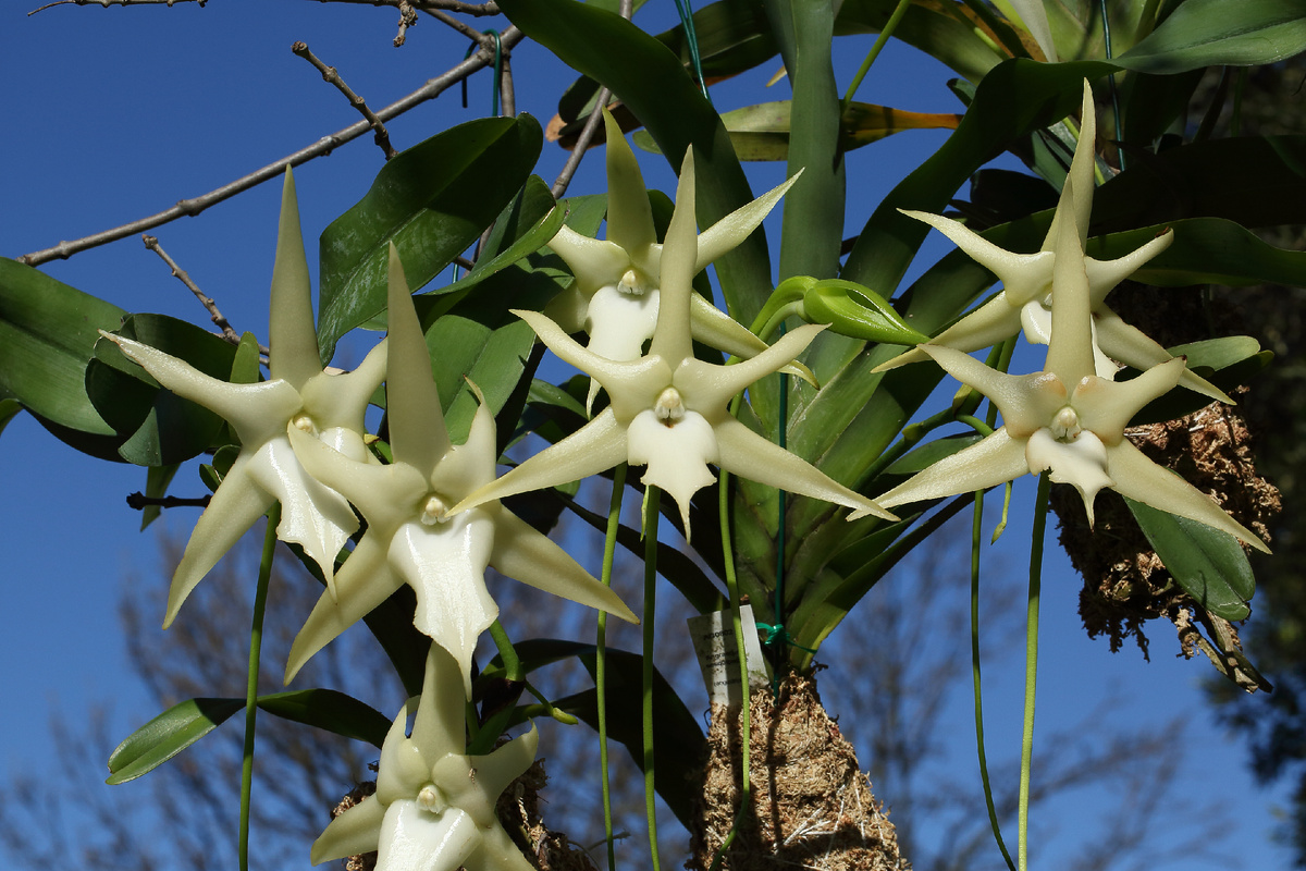 Angraecum sesquipedale. Фото Wilferd Duckitt, 2014 г. 