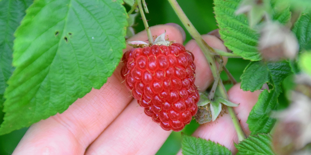 "Малина начала краснеть": 5 простых мер, чтобы ягодки были крупнее, а урожай богаче