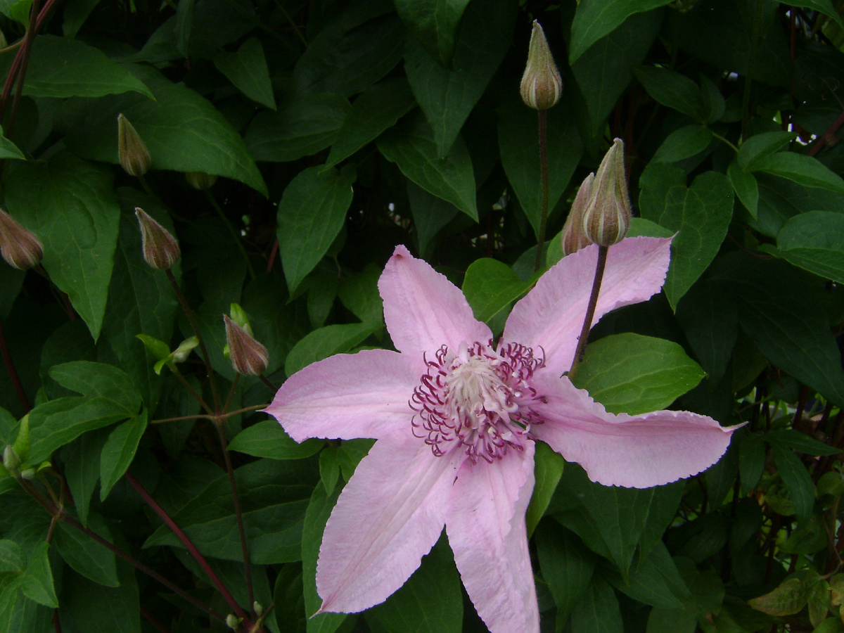 Вот такой цветок