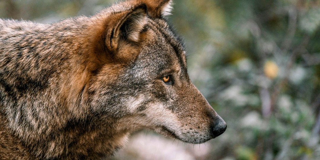 Агрессивен, нетерпим и жесток: почему волка в лесу не уважают, а боятся