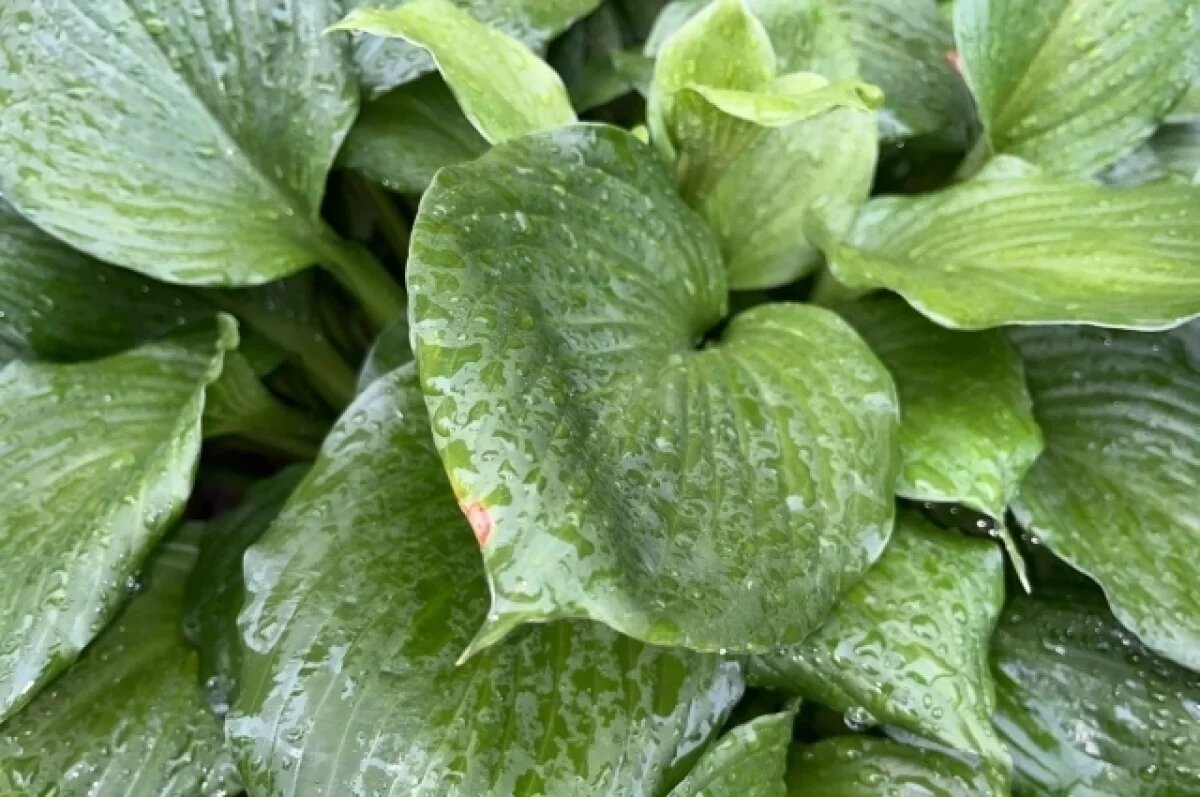    В Туле 25 июня ожидается порывистый ветер и магнитная буря