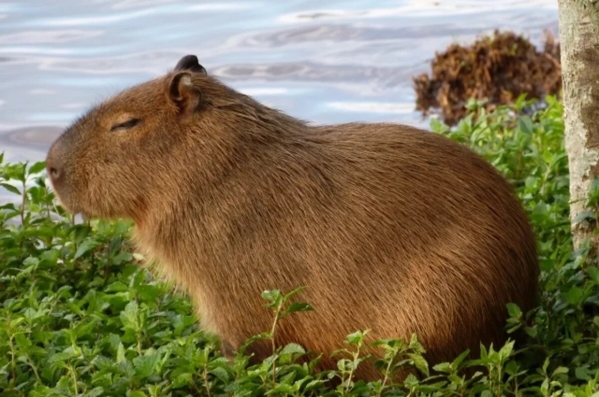    Пара капибар поселилась в парке под Воронежем