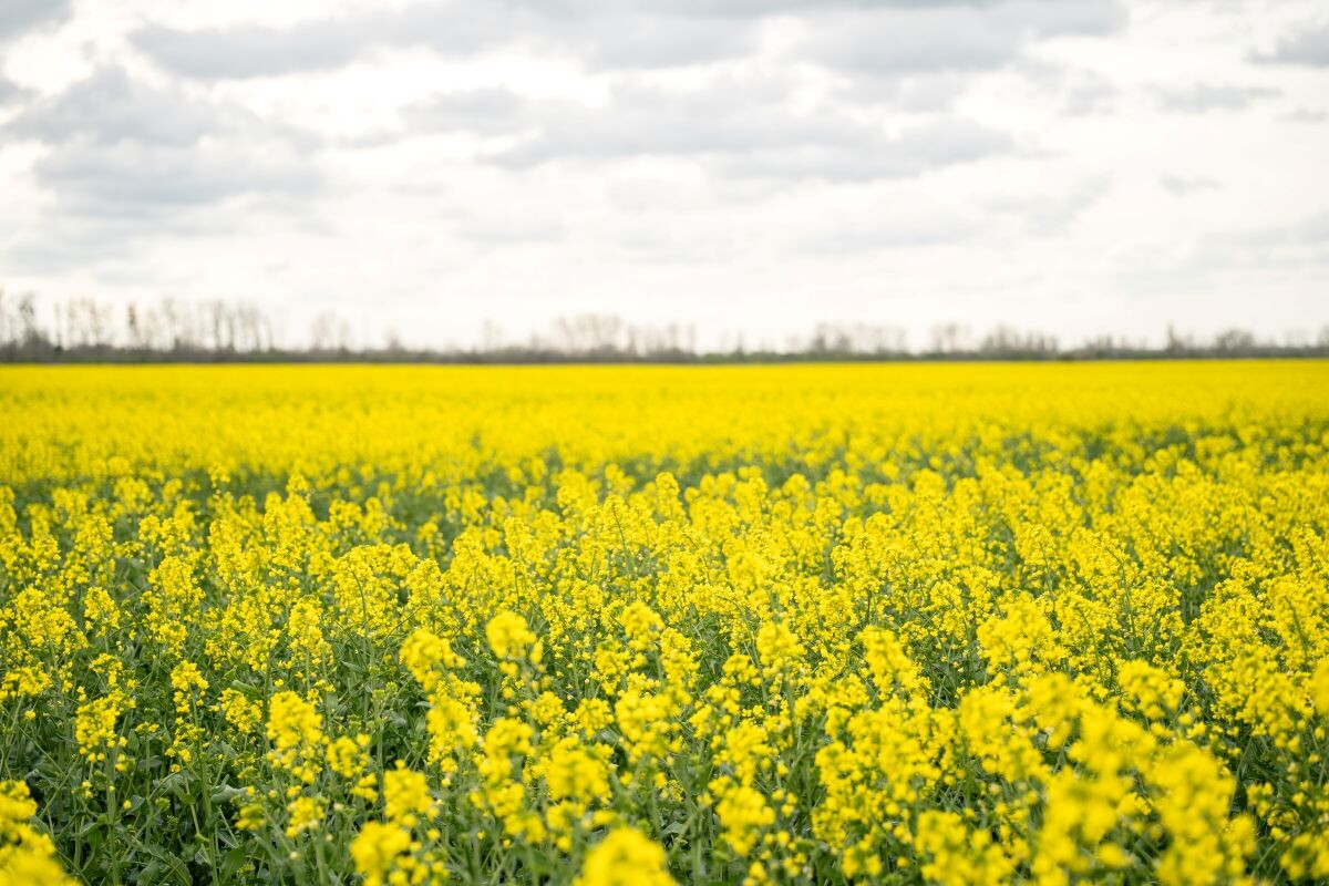 Фото: Александр Плонский / «Агроэксперт»