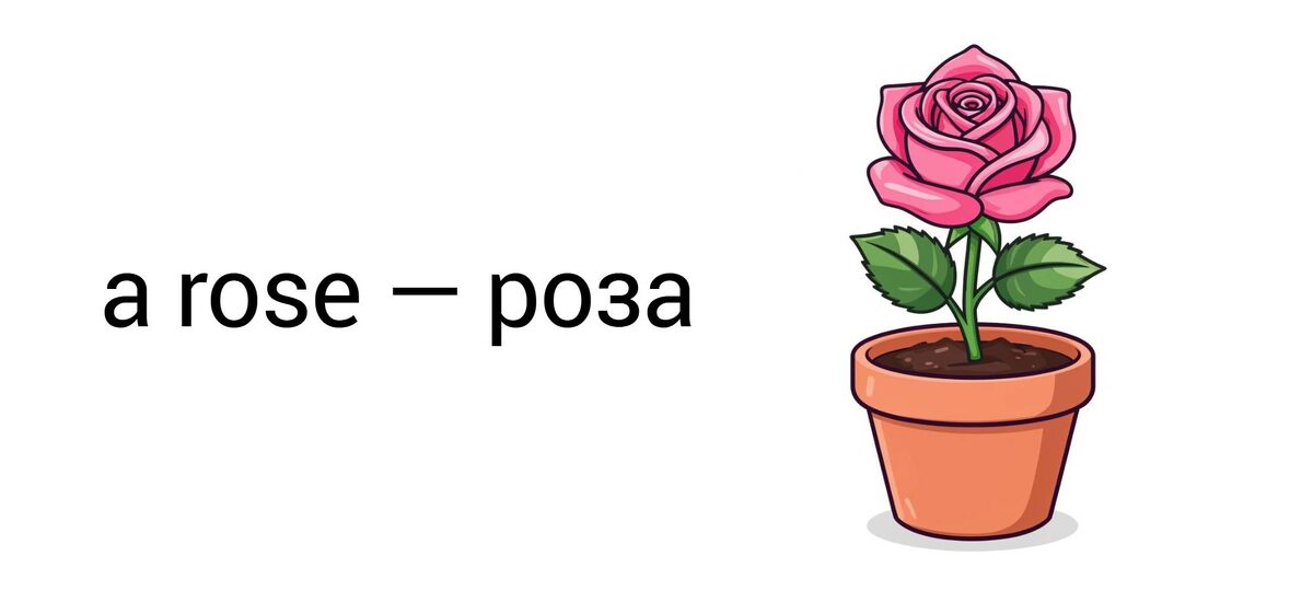 A rose — роза