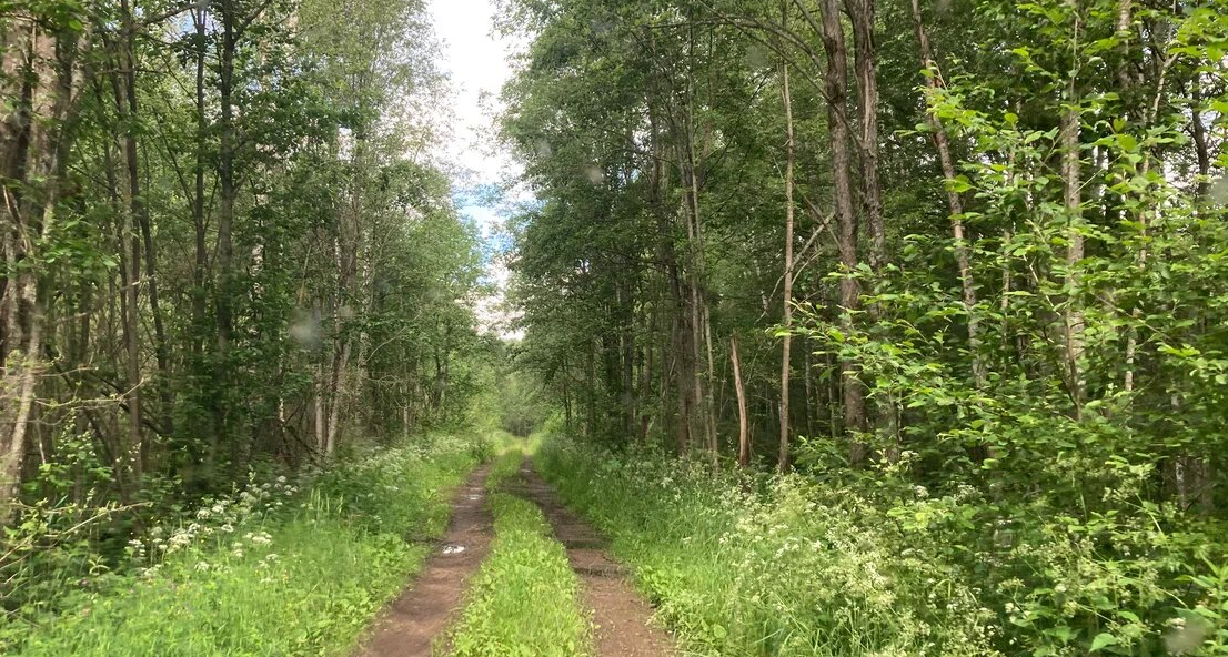 Лесная дорога ведет от трассы до деревни Уполозы. Фото автора