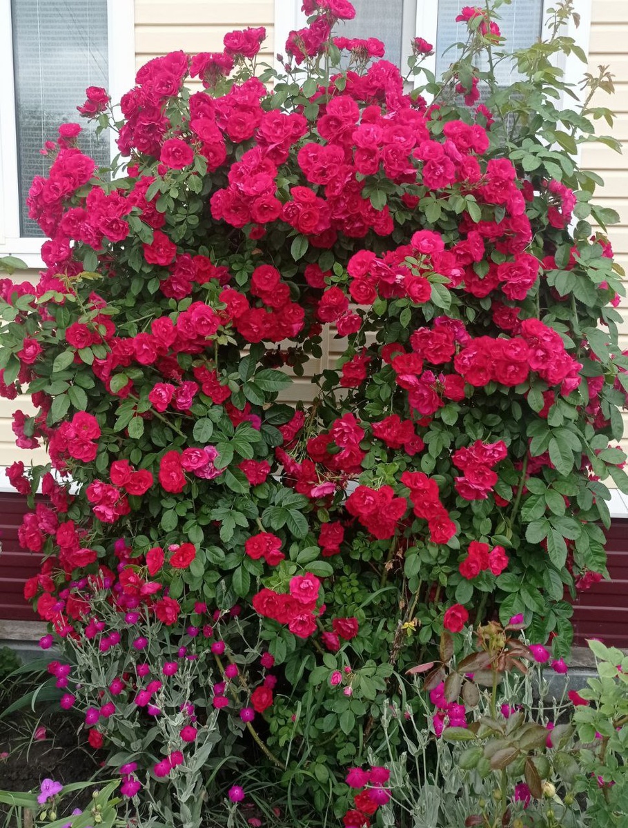 Плетистая курская роза. Почти у каждого дома.