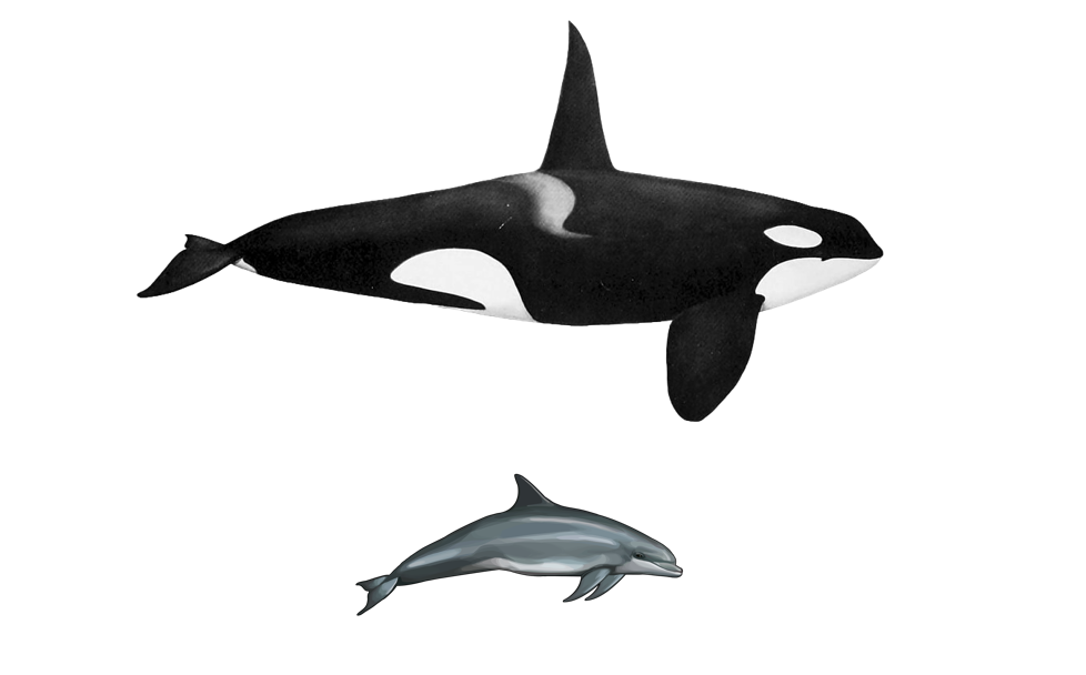 Хоть у них и мало сходств, они всё равно являются близкими родственниками.