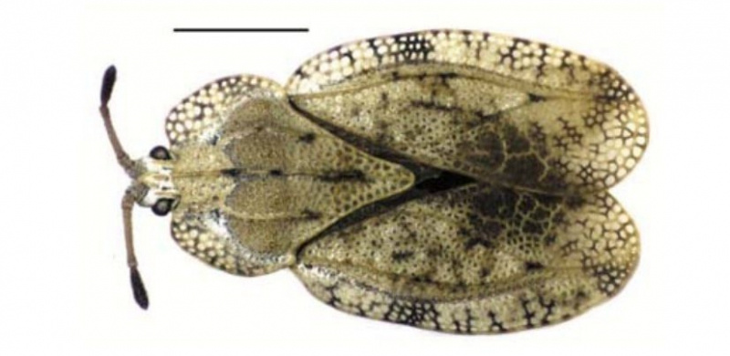    Ученые Карелии обнаружили новые виды насекомыхКарельский научный центр РАН