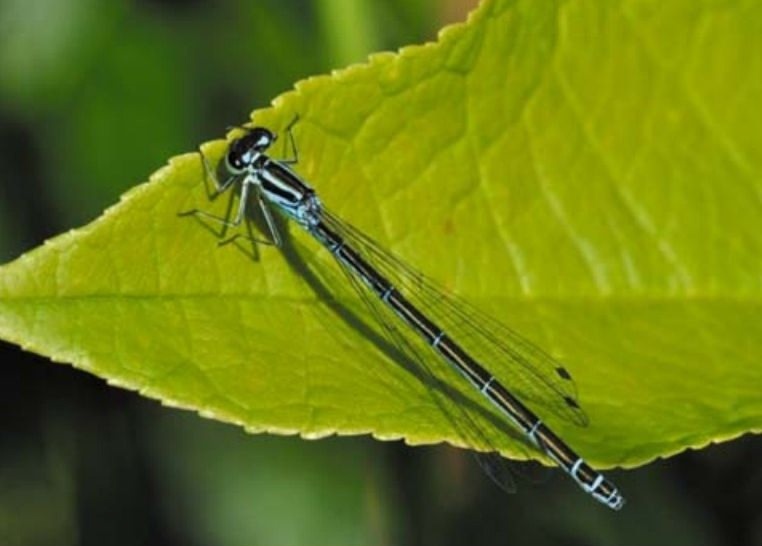    Ученые Карелии обнаружили новые виды насекомыхКарельский научный центр РАН