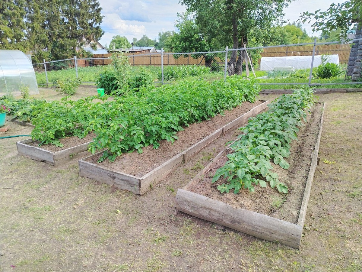 Тут справа налево: картофель Ариэль, затем две грядки картофеля Винетта, а за ними перпендикулярно грядка трёхлетней клубники, ближе к рабице ремонтантная малина, перед ней молодая яблонька Антоновка  десертная, ближе к малой теплице куст черной смородины.