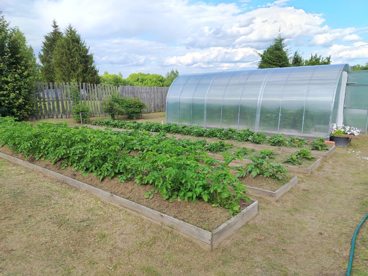 Четыре гряды большие перед большой теплицей: слева направо картофель Винетта, картофель Ариэль затем две гряды однолетней клубники. У забора три куста жимолости.