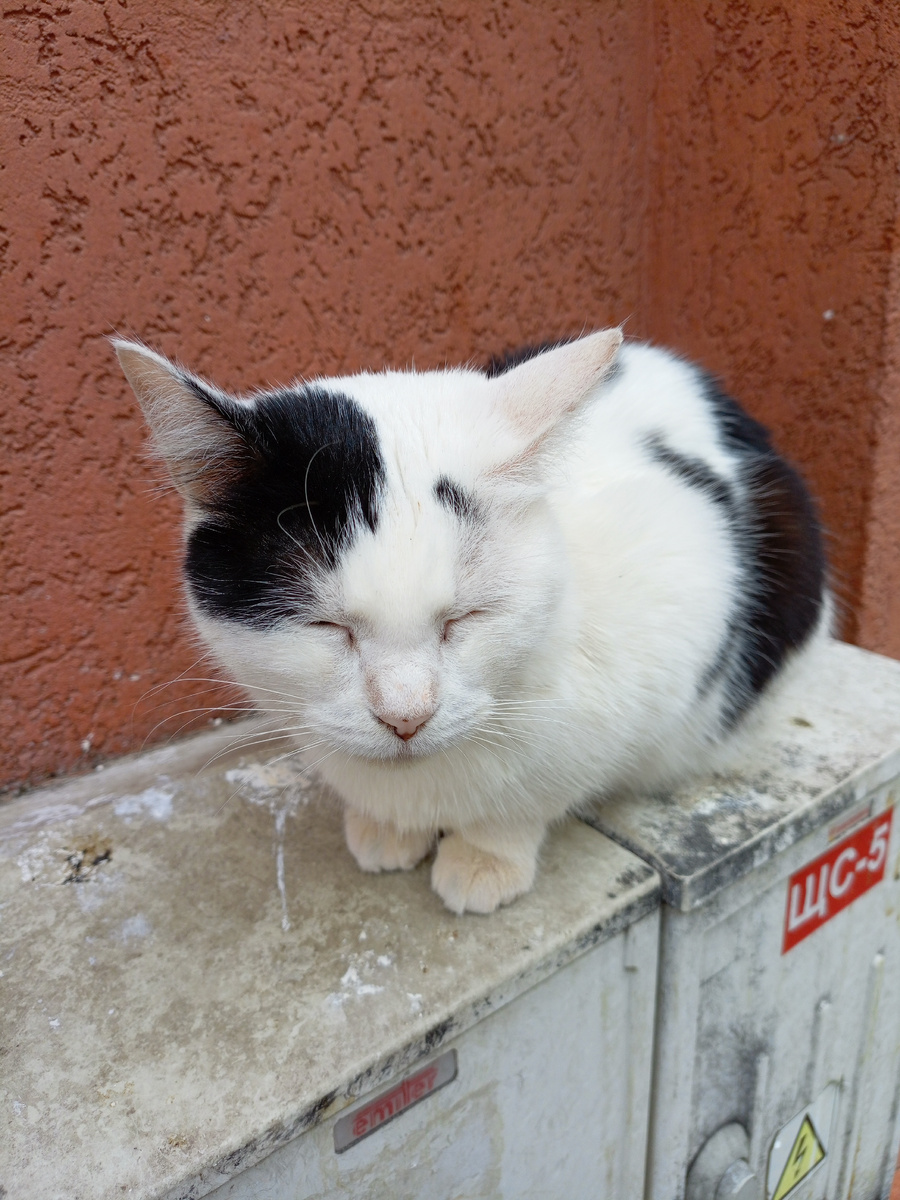 Дремлющий кот на электрическом ящике .
