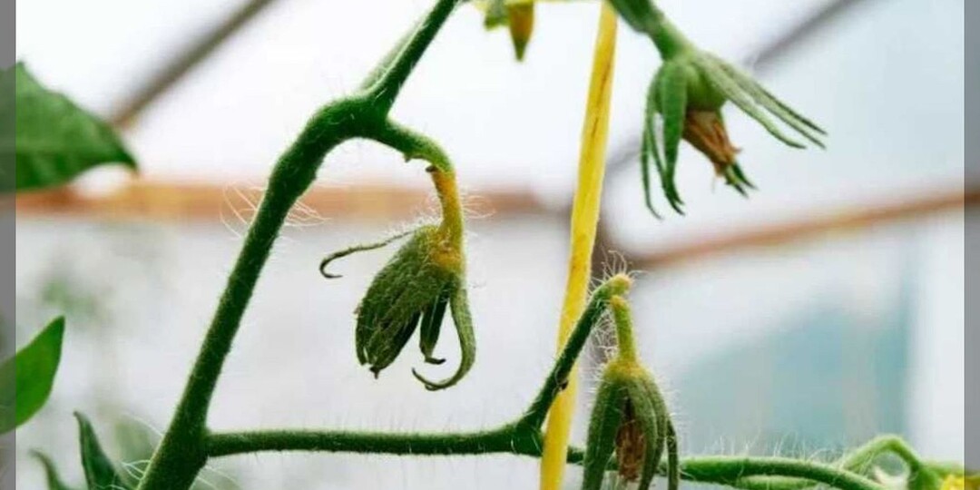 Что влияет на опыление томатов: почему томаты не завязываются и как исправить ситуацию