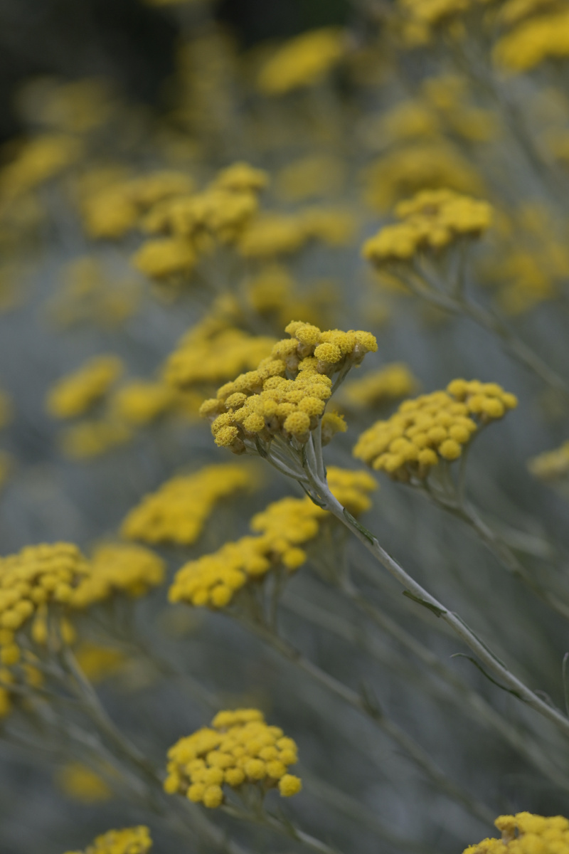 Цветущий Бессмертник Итальянский