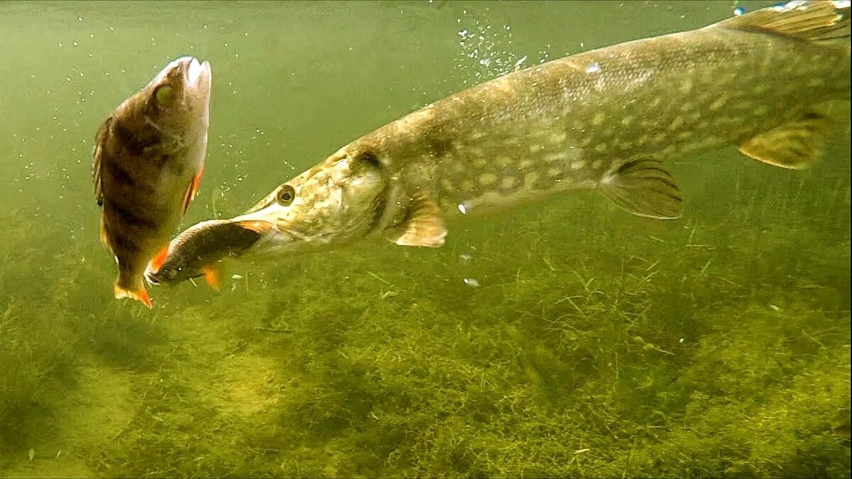 Щука охотится
