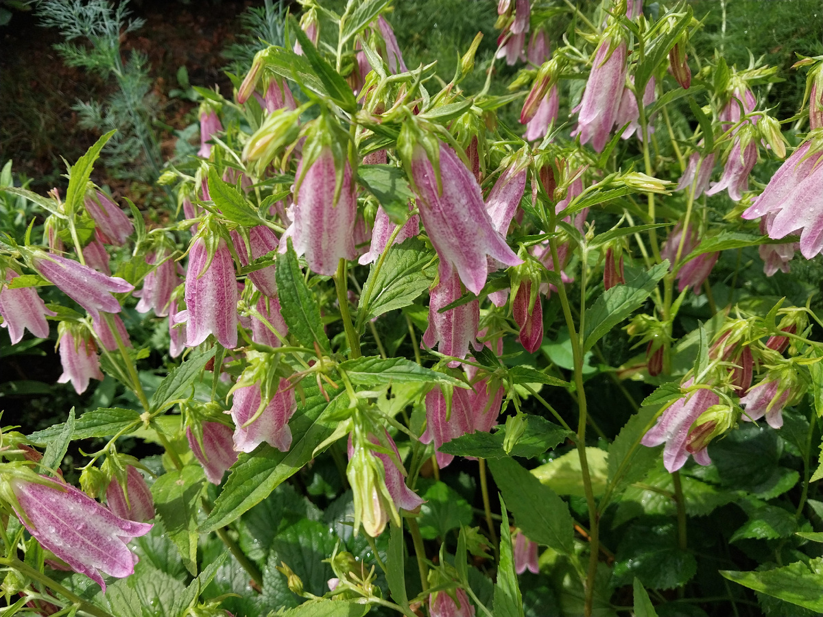 Колокольчик точечный в солнечный день