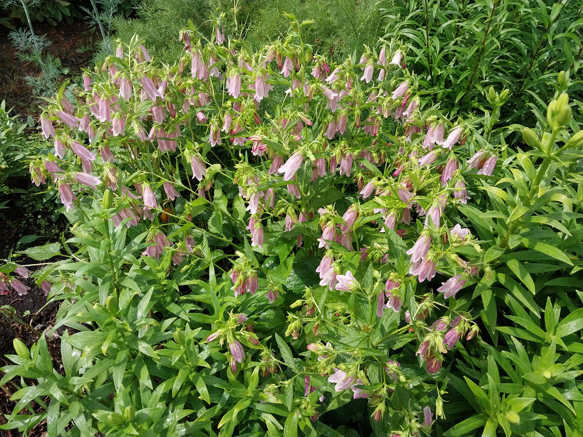 Вот такой аккуратной куртинкой растет мой колокольчик.