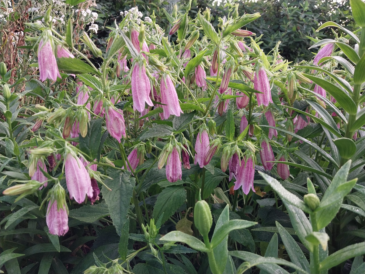 А так колокольчик точечный выглядит вечером.