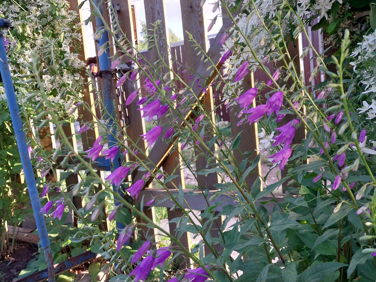 Открываешь калитку, а тебя встречает он - колокольчиков звон. Колокольчик широколистный.