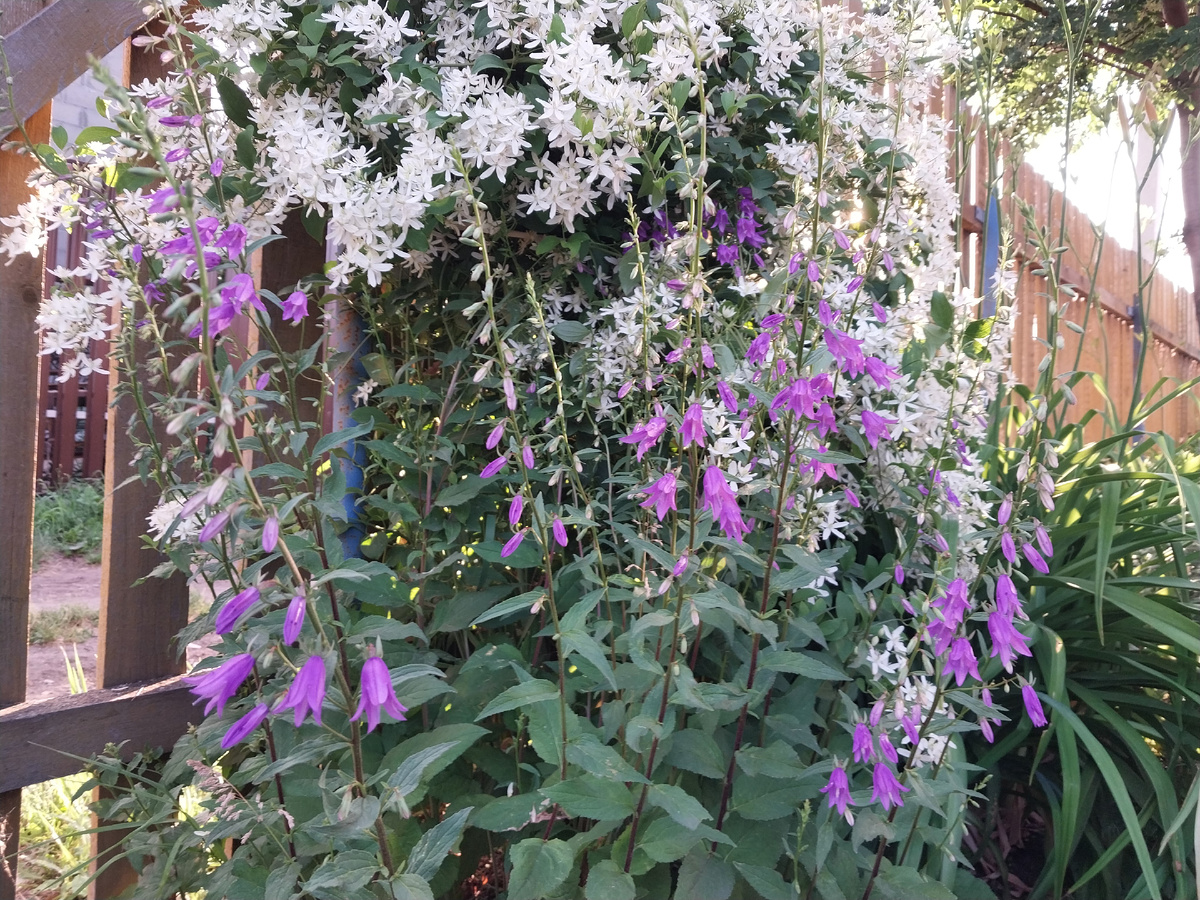 Колокольчик широколистный на фоне клематиса мелкоцветкового.