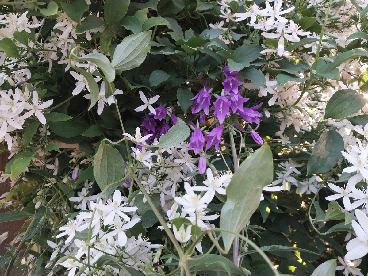 Колокольчики - они такие миленькие, спрятались в зарослях клематиса мелкоцветкового.