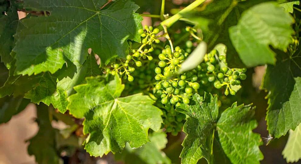 Сделайте это с виноградом вовремя — и забудете про болезни