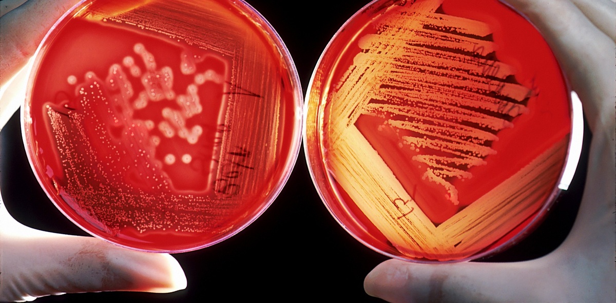 Фото: National Cancer Institute/Unsplash