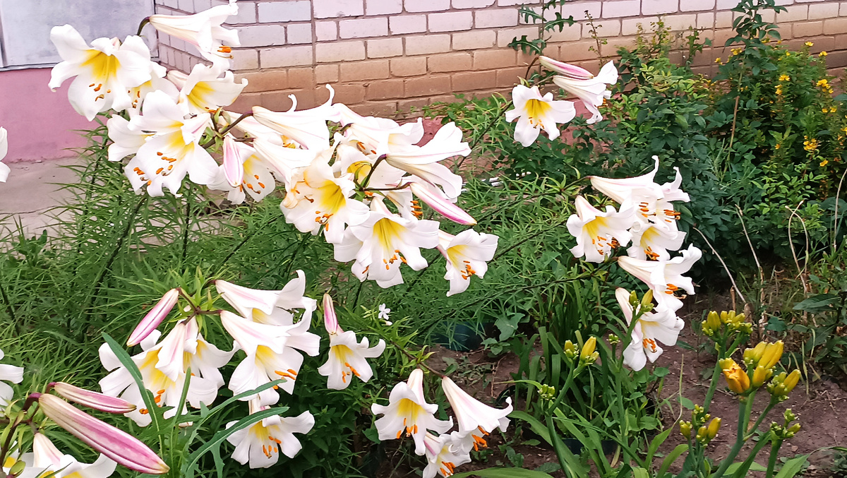 Очаровательные лилии