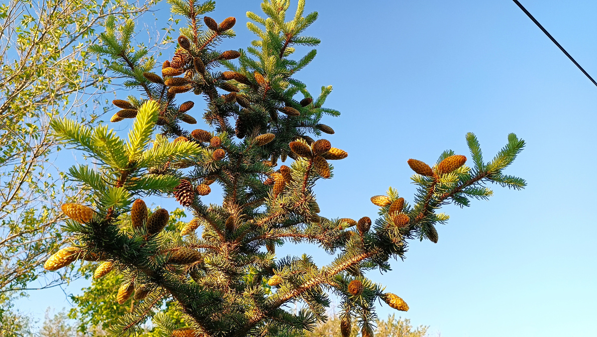 ёлки цветут