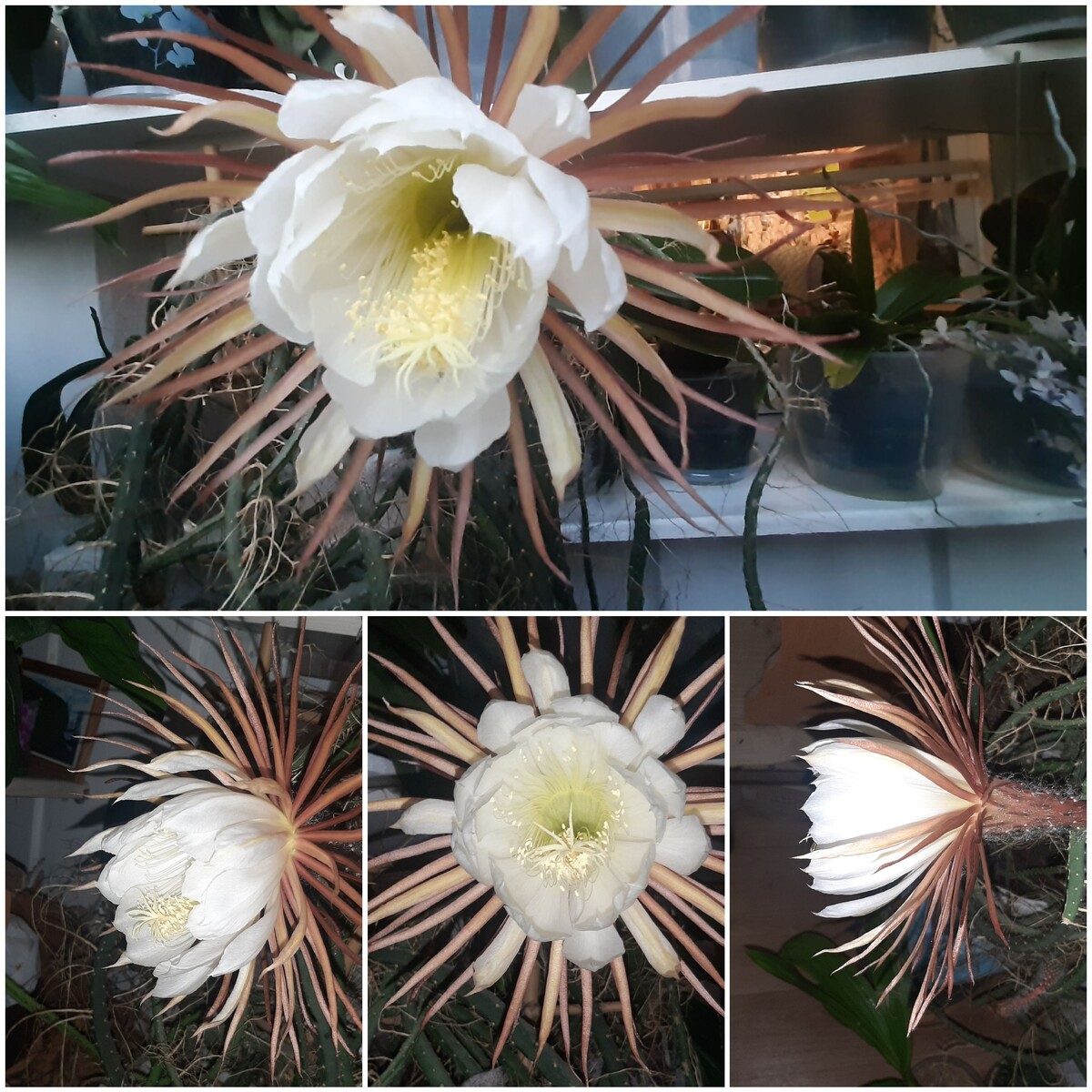 Раскрытие второго бутона Царицы ночи. Домашнее цветение. Фото автора блога. 