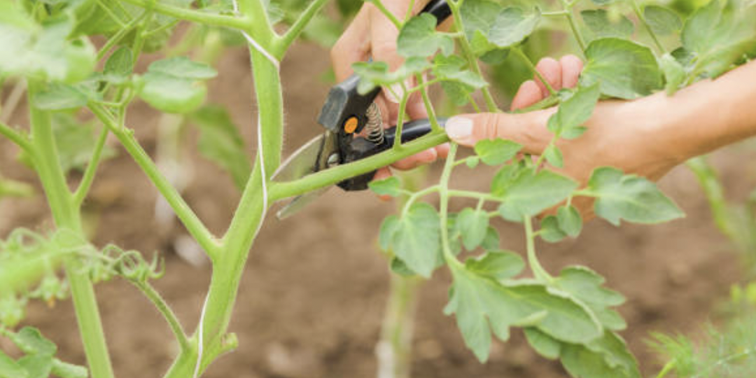 Удаляем лишние листья у томатов правильно, чтобы не остаться без урожая.