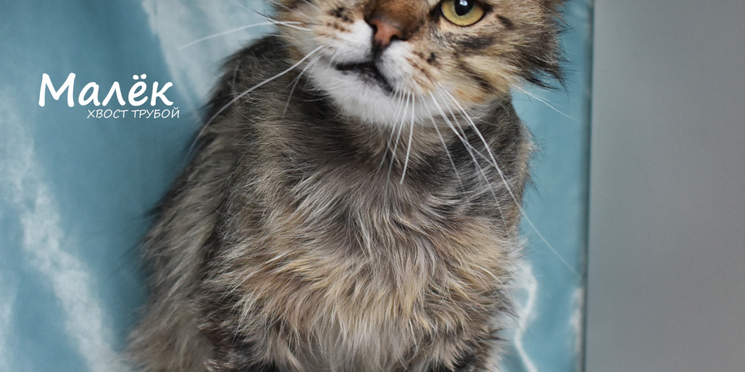 В чём проблема? Я ж кот!