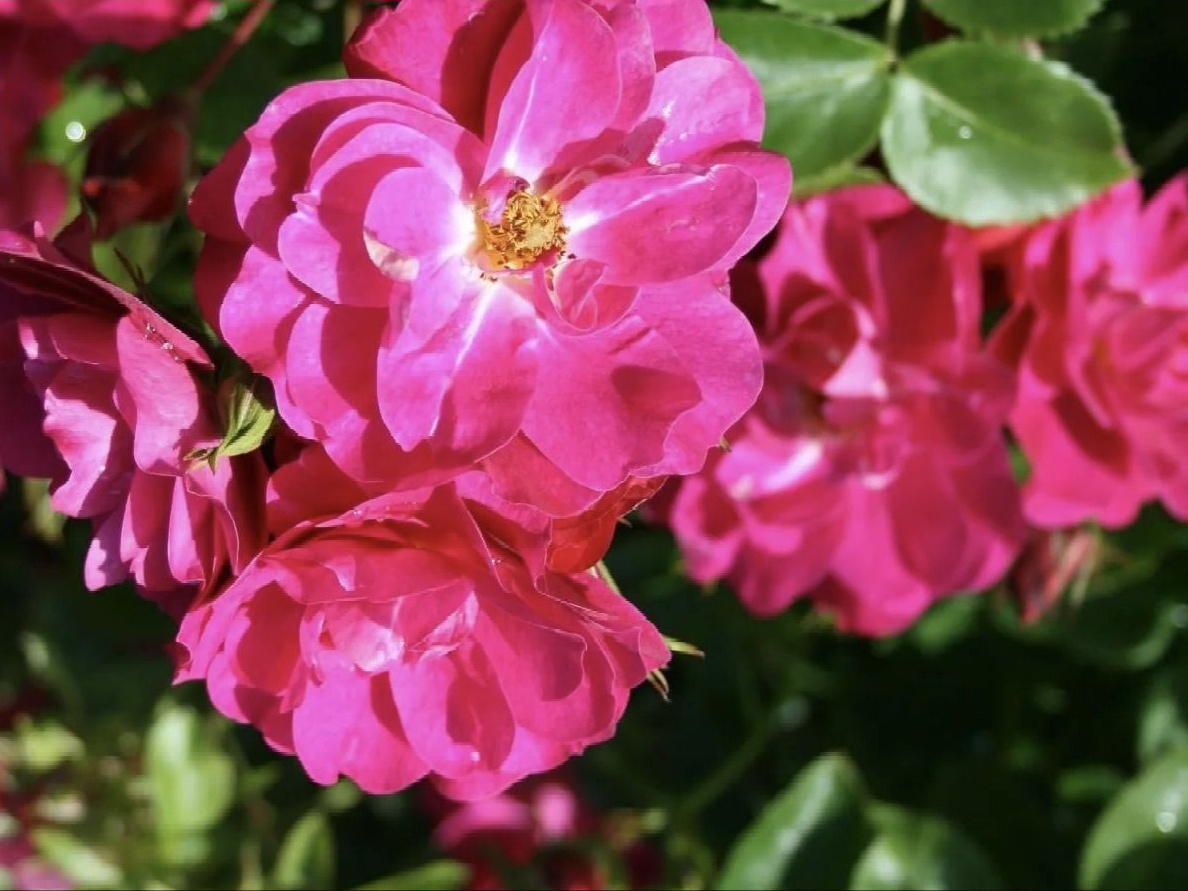 Роза "John Cabot" (Джон Кэбот)