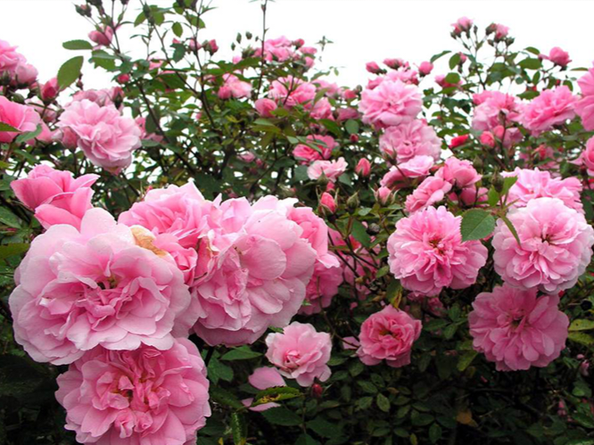 Роза "John Davis" (Джон Дэвис)