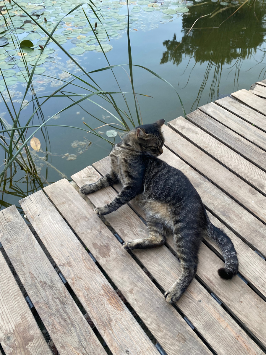 Турецкие коты. Фото из личного архива 