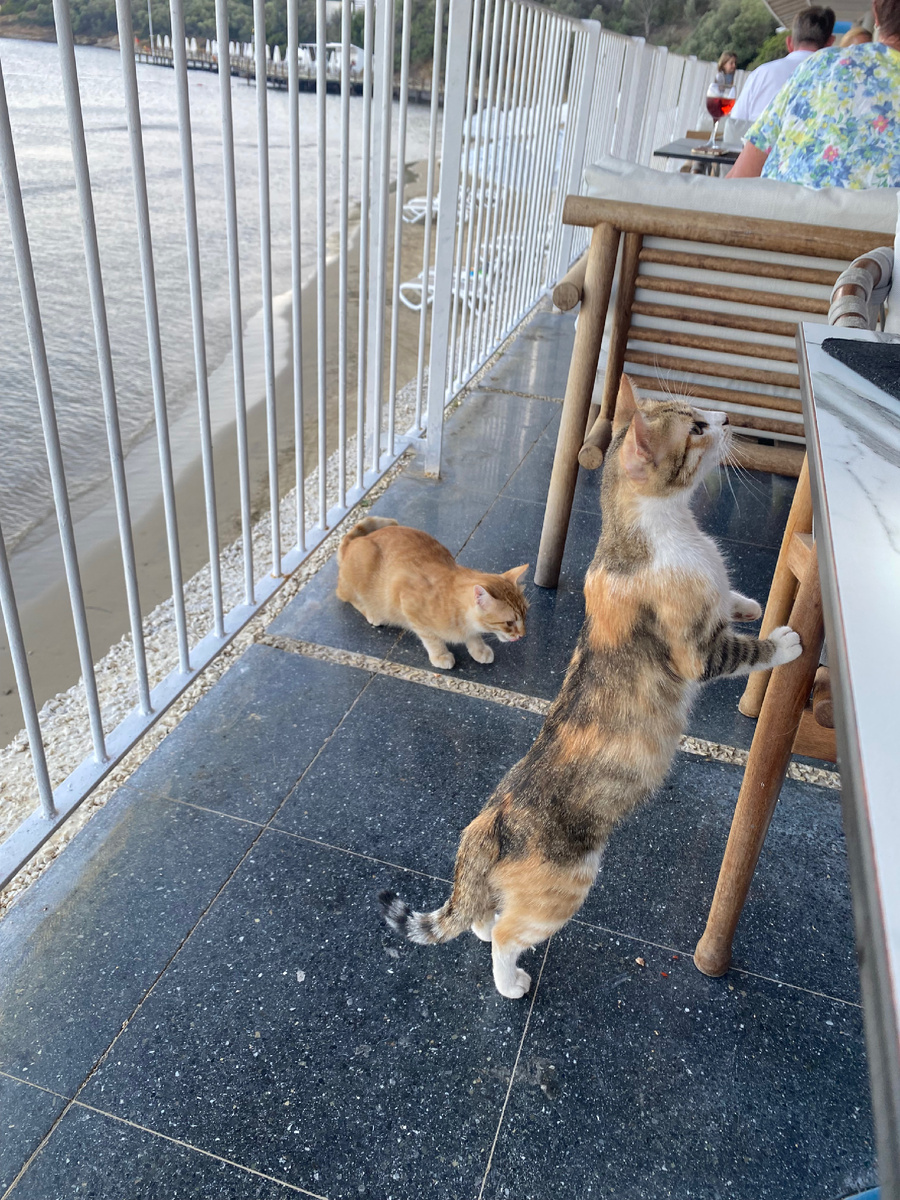 Коты в Турции. Фото из личного архива 