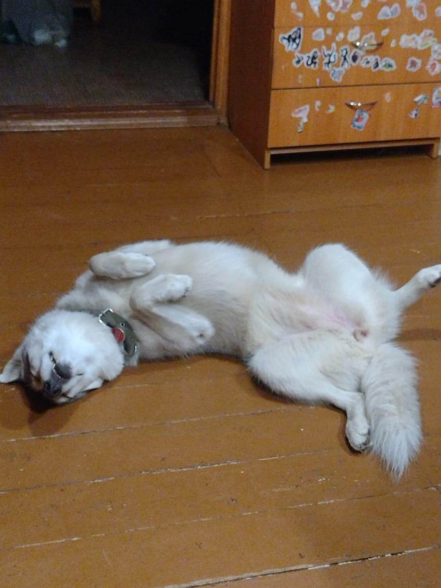 Путь собаки из приюта к дому бывает очень непрост. Герда, несмотя на свою красоту и породу, пережила два возврата в приют. И только теперь она совершенно счастлива в семье Ольги