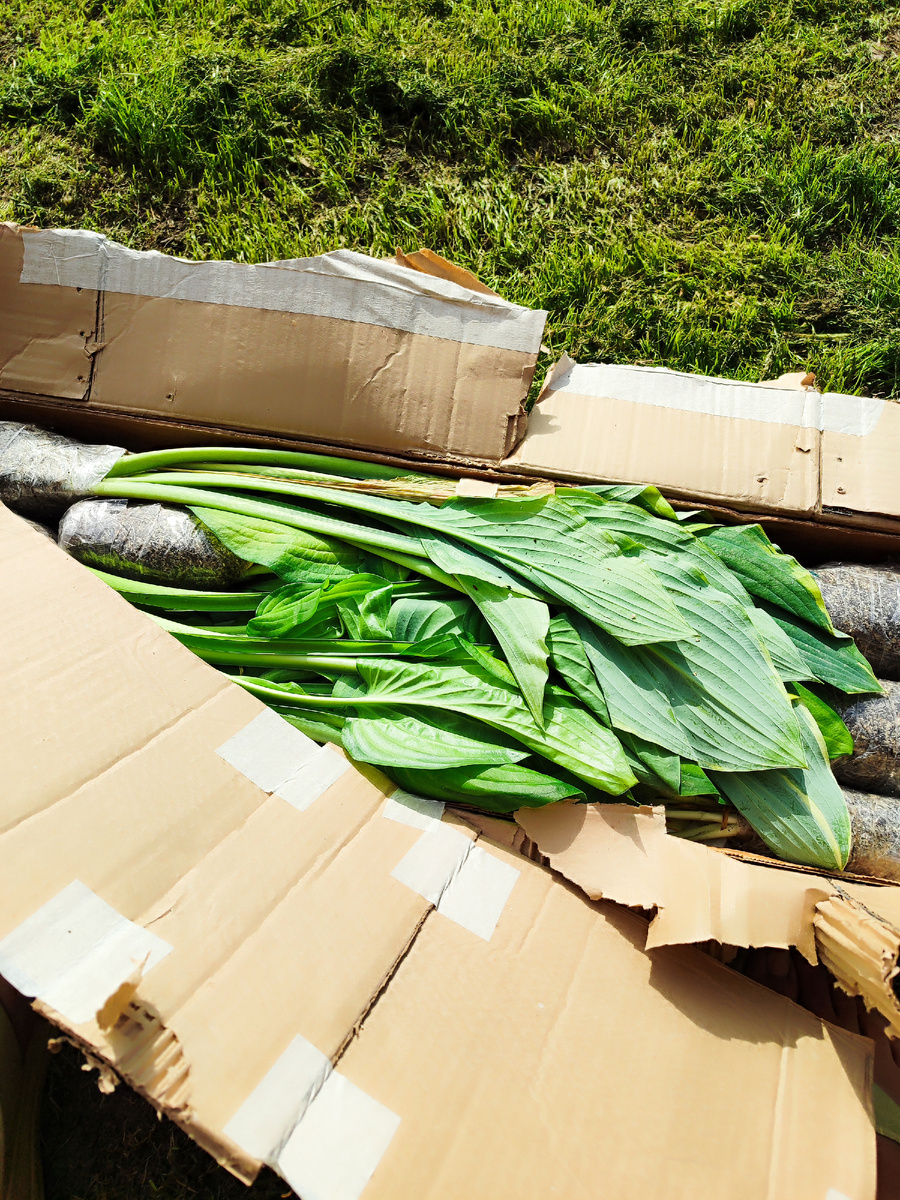 До сих пор не научилась нормально открывать коробки))