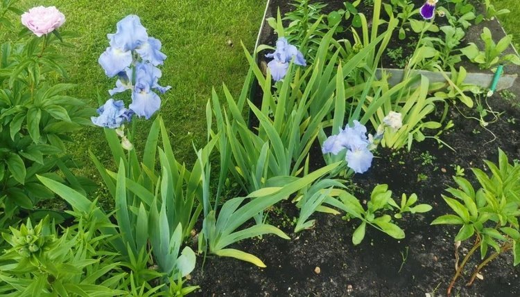    Почему не цветут ирисы - одни листья и что делать