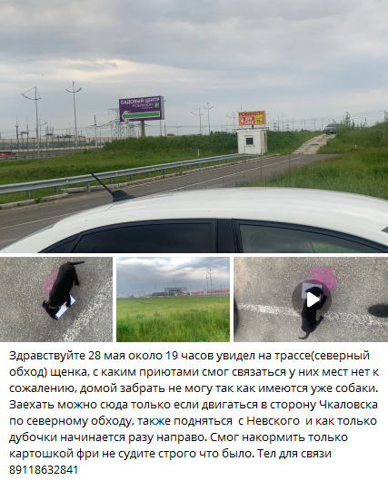 Вот такой круговорот щенков в Калининграде устроили безответственные владельцы, которые создали проблему и решили переложить её на других