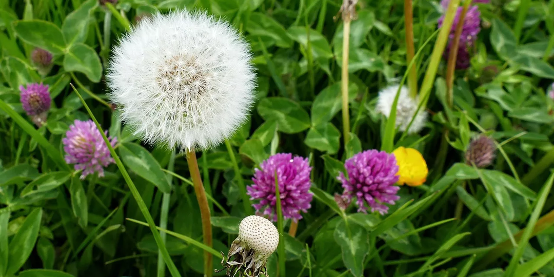 Одуванчик и клевер: не сорняки, а помощники на огороде