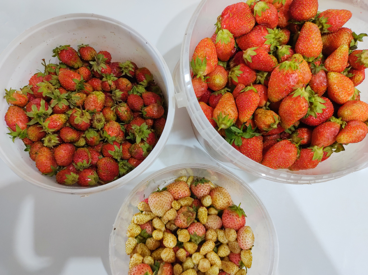 Клубника разных сортов в том числе светлая гипоаллергенная + немного белой земляники.