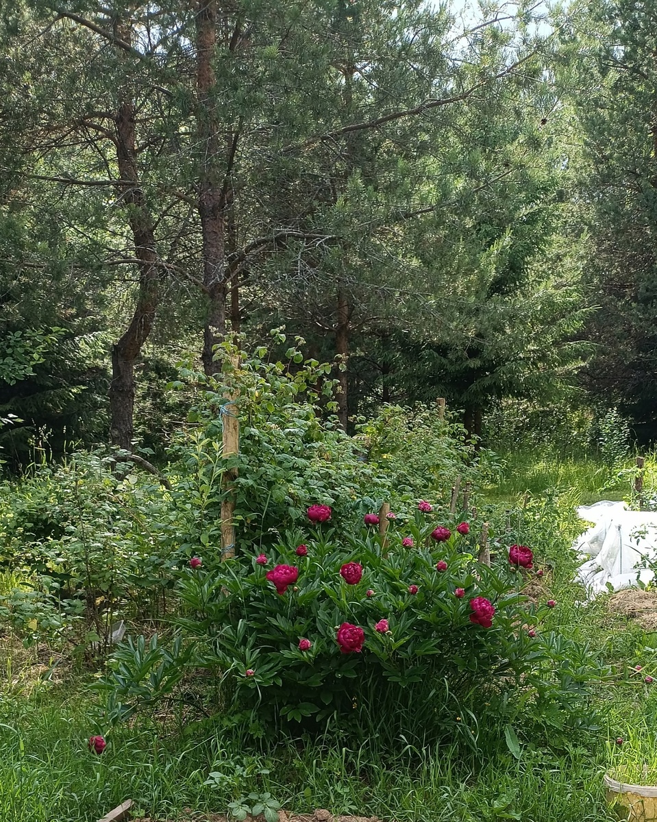 Мой куст пионов